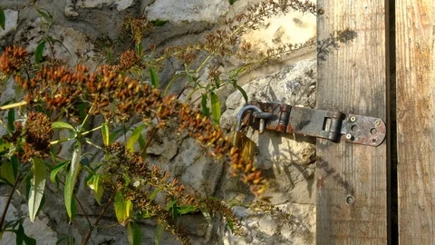 Withered Foliage Beside Locked Gate Stock Footage 121410833
