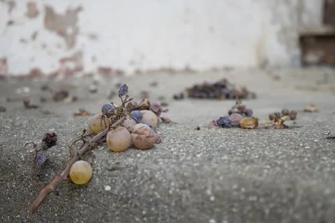 Withered Grapes on Concrete Step Stock Photos