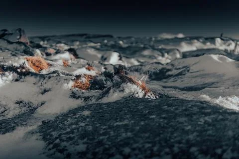 Withered grass breaks through harsh winter landscape on mountain Stock Photos