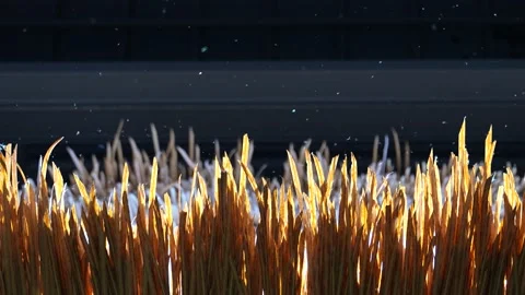 Withered grass, catkins and poplars flying all over the sky Stock Footage 195494064