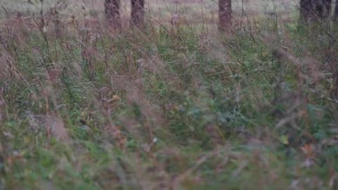 Withered grass in the forest Stock Footage 159897677
