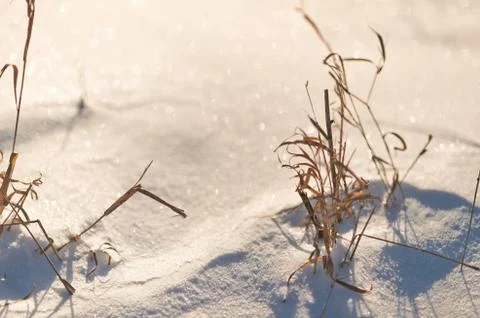 Withered grass out from under the snow cover 8300. Stock Photos