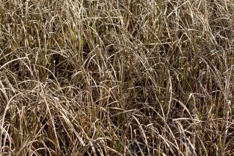 Withered grass Stock Photos
