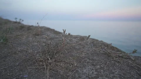 Withered grass by the sea Stock Footage