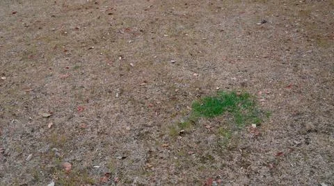 Withered Grass With A a Small Space Of Green Meadow At Winter Time Stock Photos