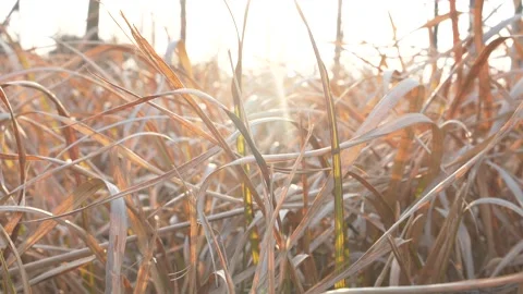Withered Grass at Sunset Stock Footage 155083908