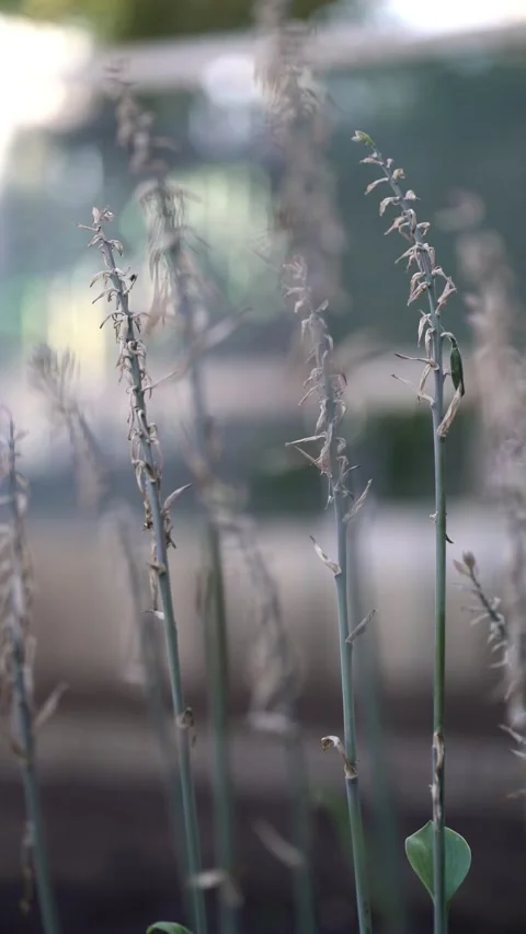Withered hosta flower stems in soft natural light, dried blooms and green leaves Stock Footage 341630425