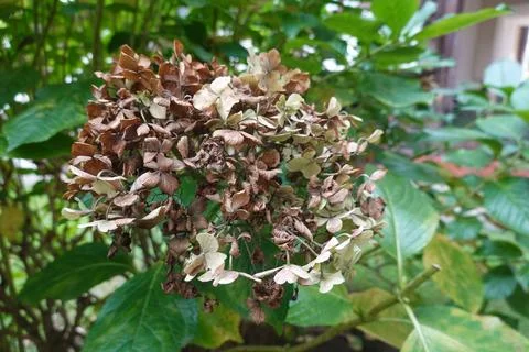 Withered hydrangea flowers showing aging and seasonal change Stock Photos