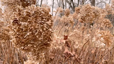 Withered hydrangea paniculata flowers. Video stock 276162755