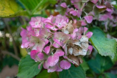 Withered hydrangea Stock-Fotos
