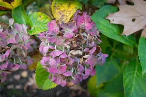Withered hydrangea Stock Photos
