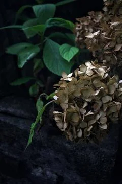 Withered hydrangeas in the shade Stock Photos