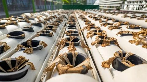Withered Hydroponic Plants in PVC System Photos