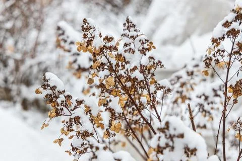 The withered inflorescences of a hydrangea are covered with snow. Stock Photos