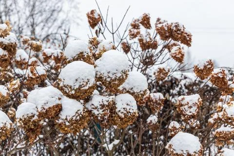 The withered inflorescences of a hydrangea are covered with snow. Stock Photos