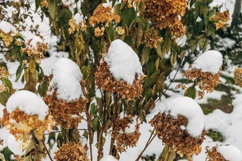 The withered inflorescences of a hydrangea are covered with snow. Stock Photos