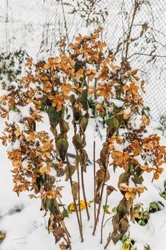 The withered inflorescences of a hydrangea are covered with snow. Stock Photos