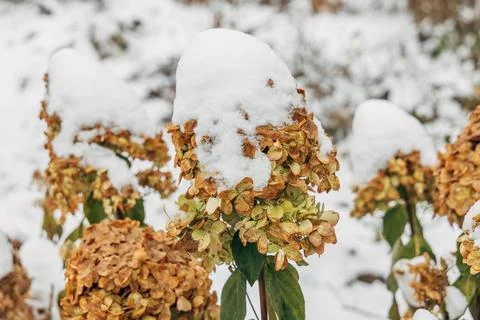 The withered inflorescences of a hydrangea are covered with snow. Stock Photos