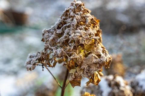 The withered inflorescences of a hydrangea are covered with snow. Stock Photos