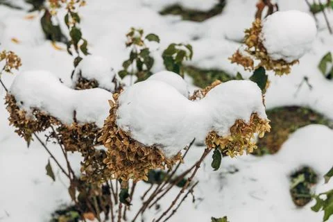 The withered inflorescences of a hydrangea are covered with snow. Stock Photos