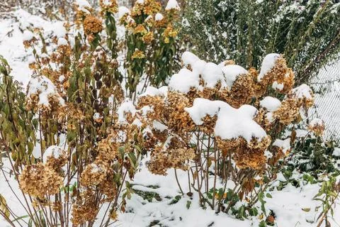 The withered inflorescences of a hydrangea are covered with snow. Stock Photos