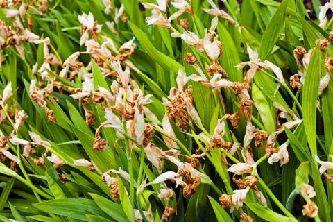 Withered irises Stock Photos