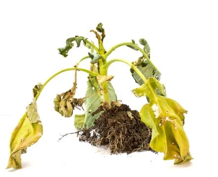 Withered kale on white background Stock Photos