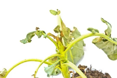 Withered kale on white background Stock Photos