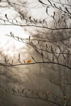 Withered leaf and new sprouts Foto stock