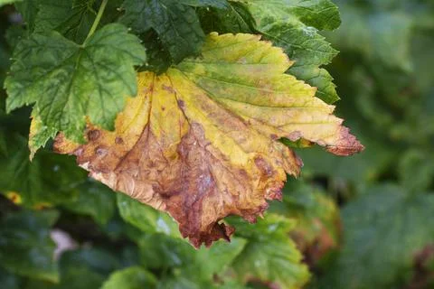 Withered leaf black currant. Damaged bush. Plant disease. Garden problem. 스톡 사진