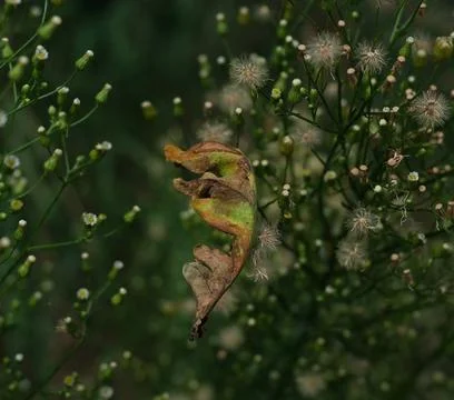 Withered Leaf Close-Up in Plants Foto stock