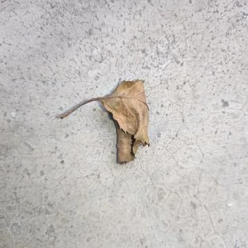 A withered leaf on a concrete surface Foto stock