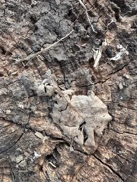 Withered Leaf on Cracked Tree Trunk Surface Stock Photos
