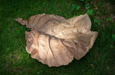 Withered leaf on the green grass under sunlight Stock Photos