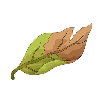 Withered leaf illustration Stock Illustration