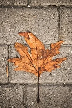 Withered leaf over concrete blocks Stock Photos