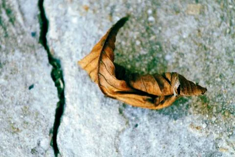 Withered leaf Stock-Fotos