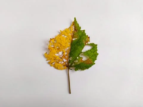 Withered leaf Foto stock