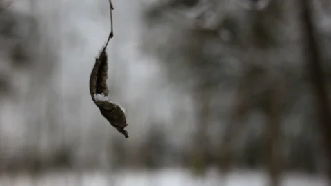 Withered leaf in the snow Vidéo 83173065