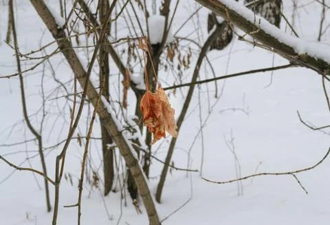 Withered leaf on a tree branch in a winter forest against a background of sno Stock-Fotos