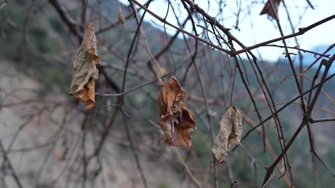 Withered leaves clinging to bare branches Stock Footage 263102196