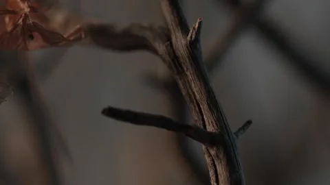 Withered Leaves Clinging to Bare Branches. Stock Footage 265247534