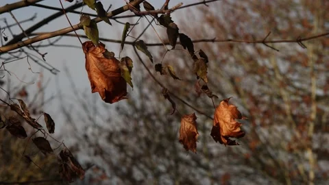 Withered leaves flutter in the wind in autumn Stock Footage 144986744