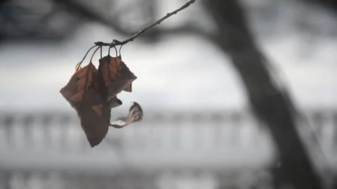 Withered leaves Stock Footage 247623957