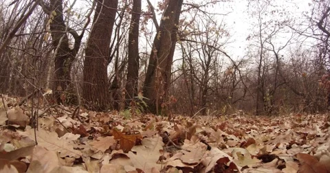 Withered Leaves Lie on the Ground Under the Trees in the Forest Stock Footage 60426801
