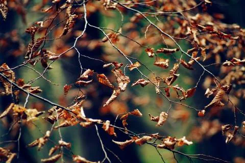 Withered leaves Stock Photos