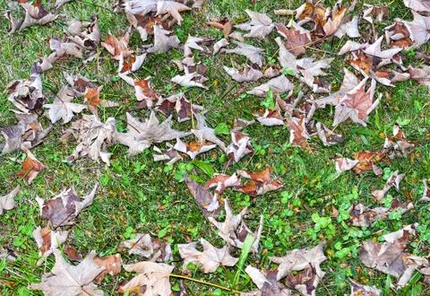 Withered leaves Stock Photos