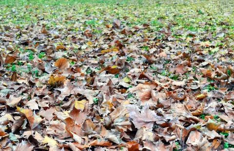 Withered leaves Foto stock