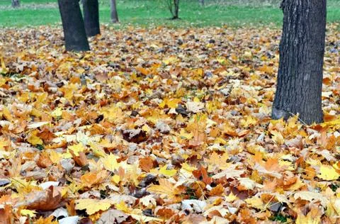 Withered leaves Stock Photos