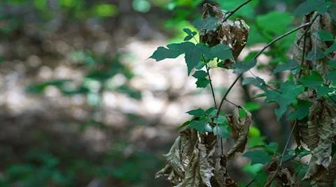 Withered leaves on a tree intertwined with young leaves Stock Photos